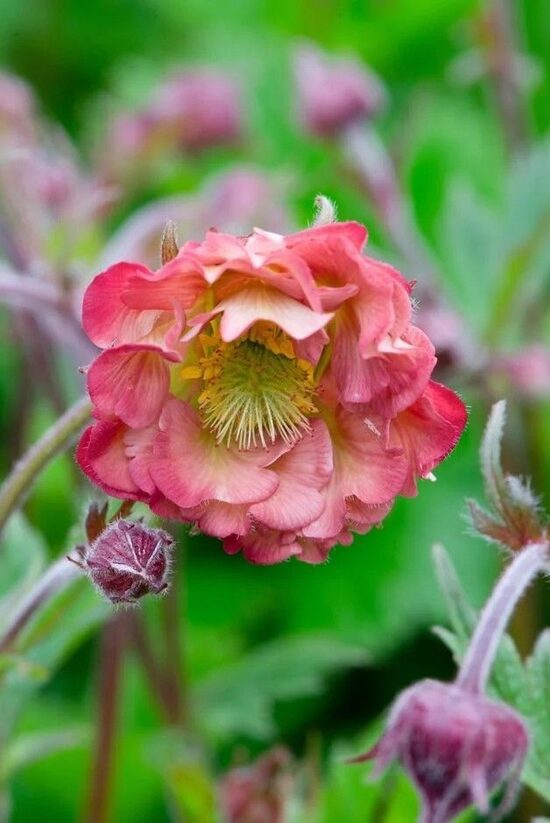 Geum hybridum Pink Petticoats- bitene